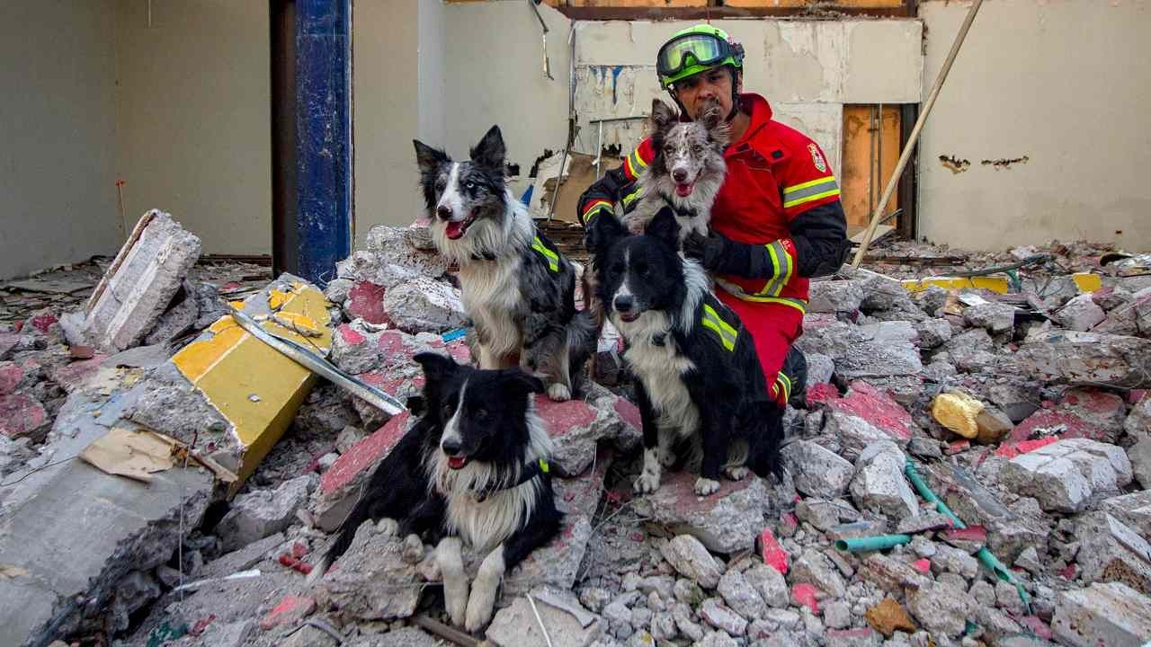 Aumenta preparación de perros rescatistas en México