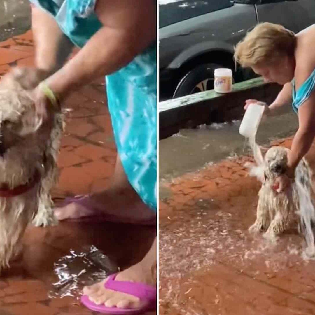 Mujer baña a perro con agua de lluvia