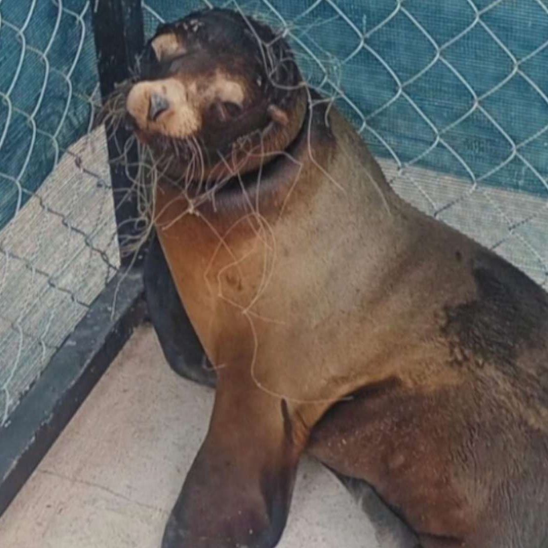 Rescatan a Lobo Marino en San Carlos, Sonora; Estaba Atrapado en Una Red