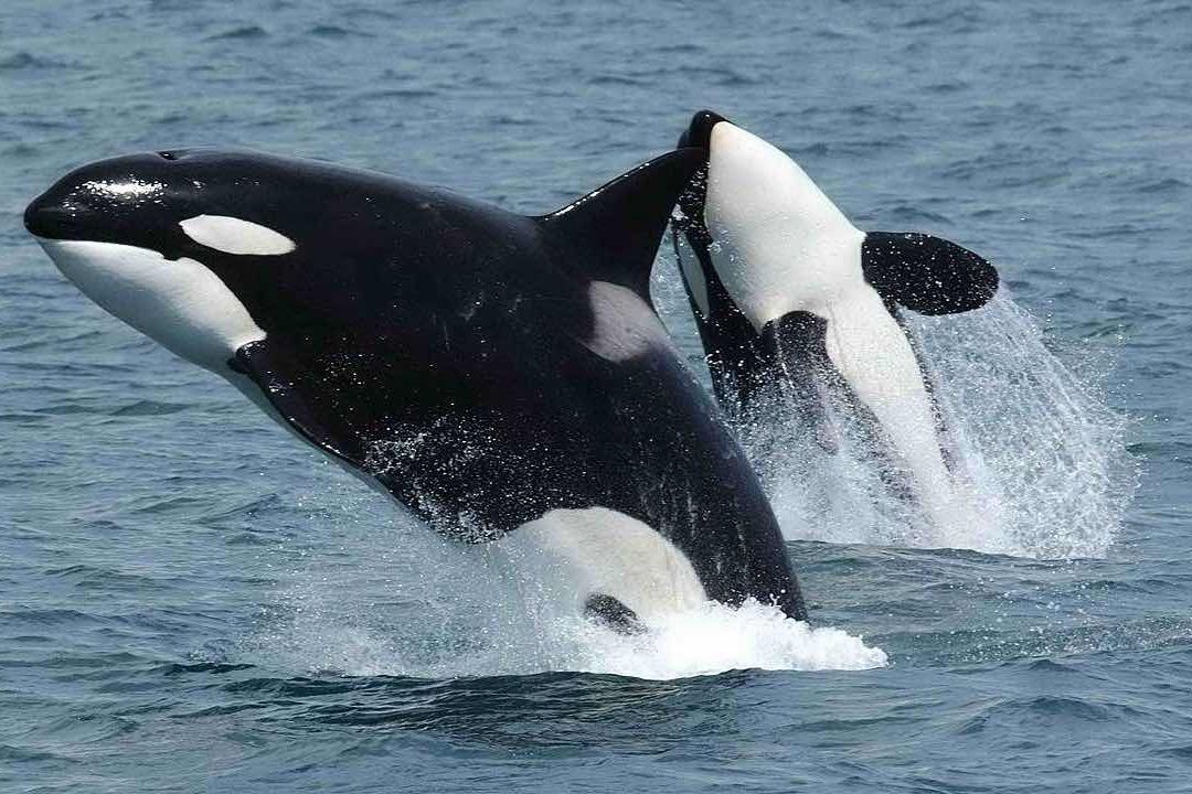 Orcas saltan fuera del agua