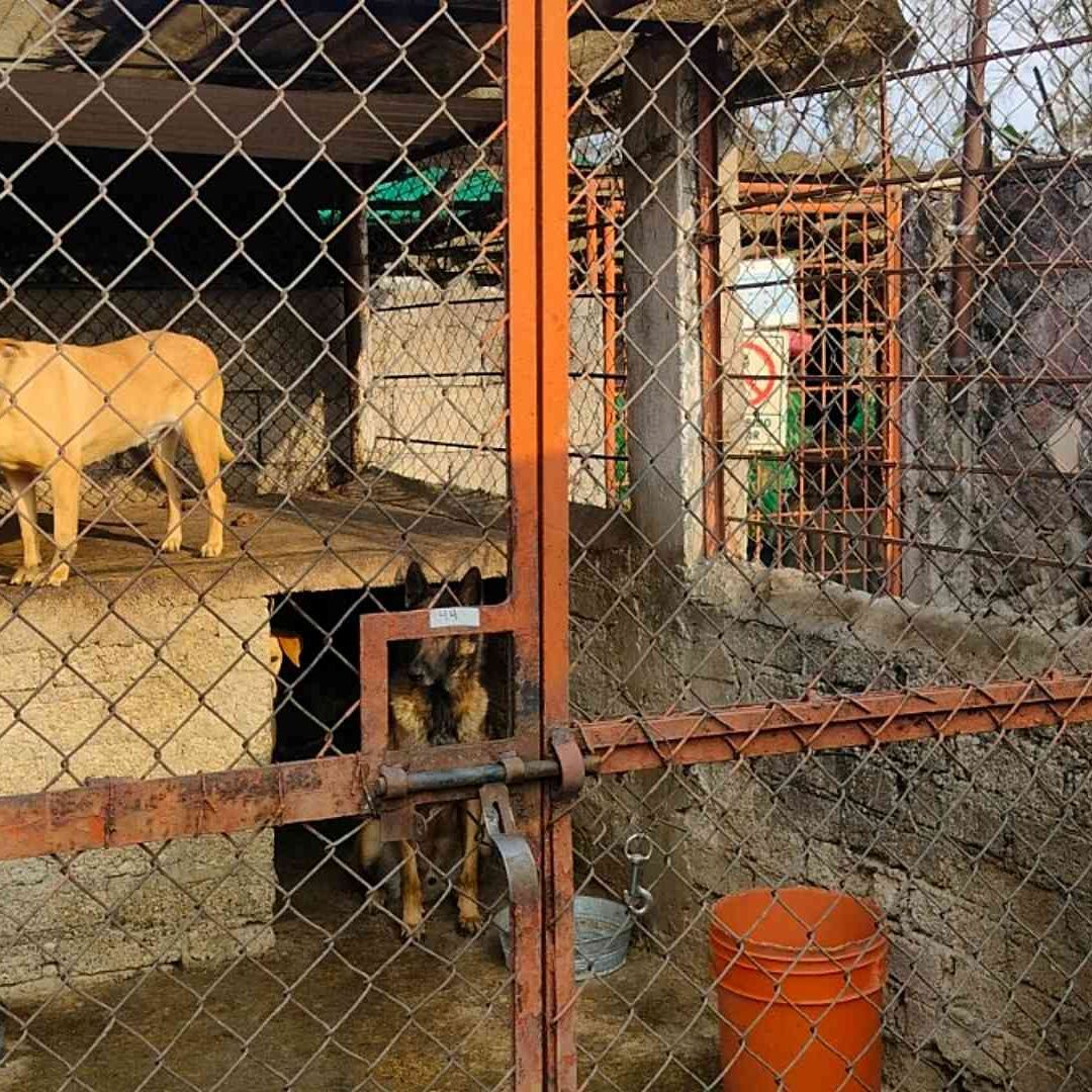 Perritos en el Refugio Franciscano en Cuajimalpa. Foto: SSC
