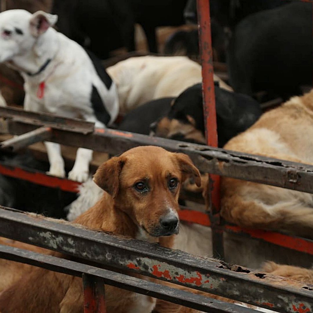 Perritos en el Refugio Franciscano en Cuajimalpa