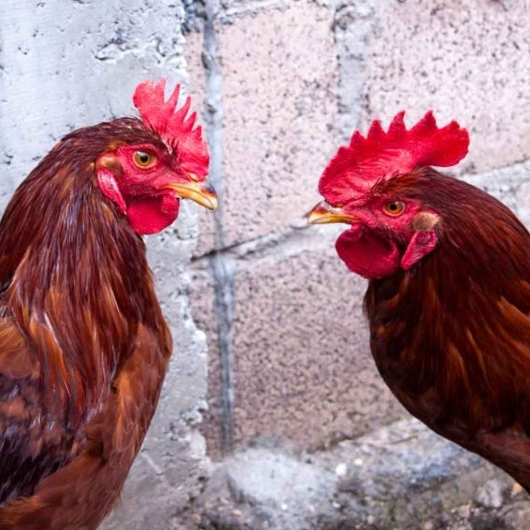 Galleros Solicitan Retirar Suspensión de Eventos | Foto: Pexels