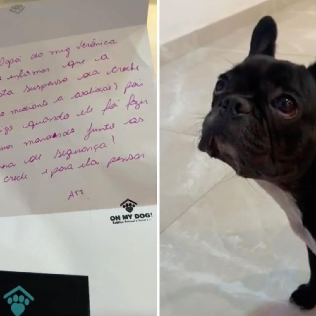 Maggie, una perrita bulldog francés regañada en video viral