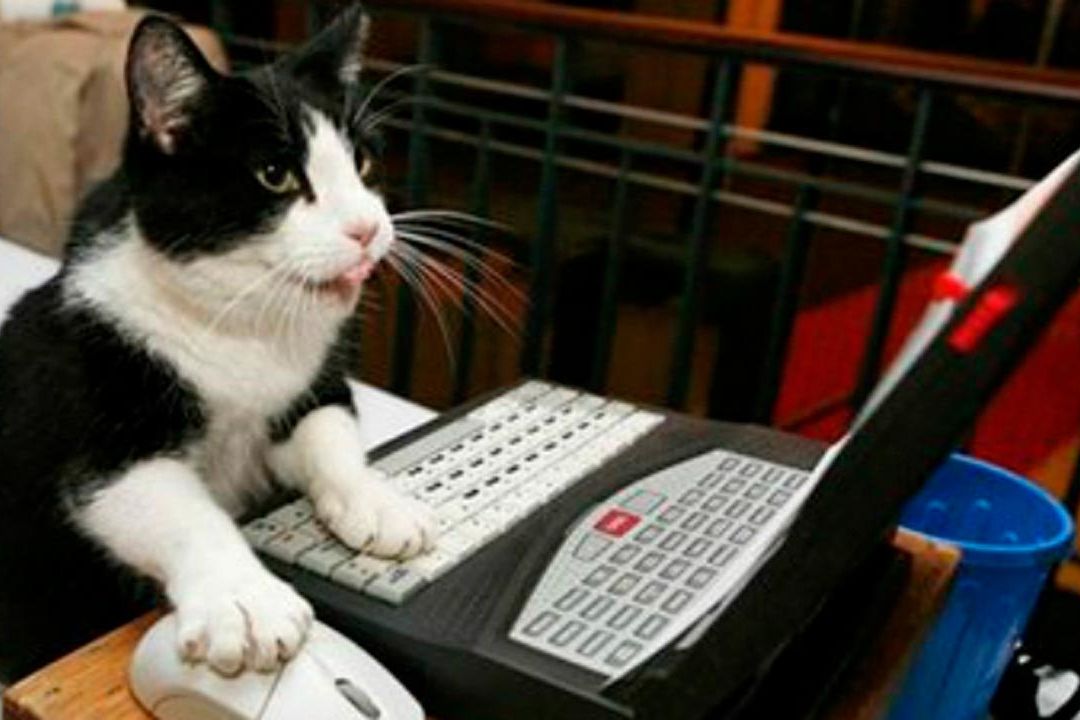Lo Dice la Ciencia: Ver Fotos de Gatos Aumenta Productividad