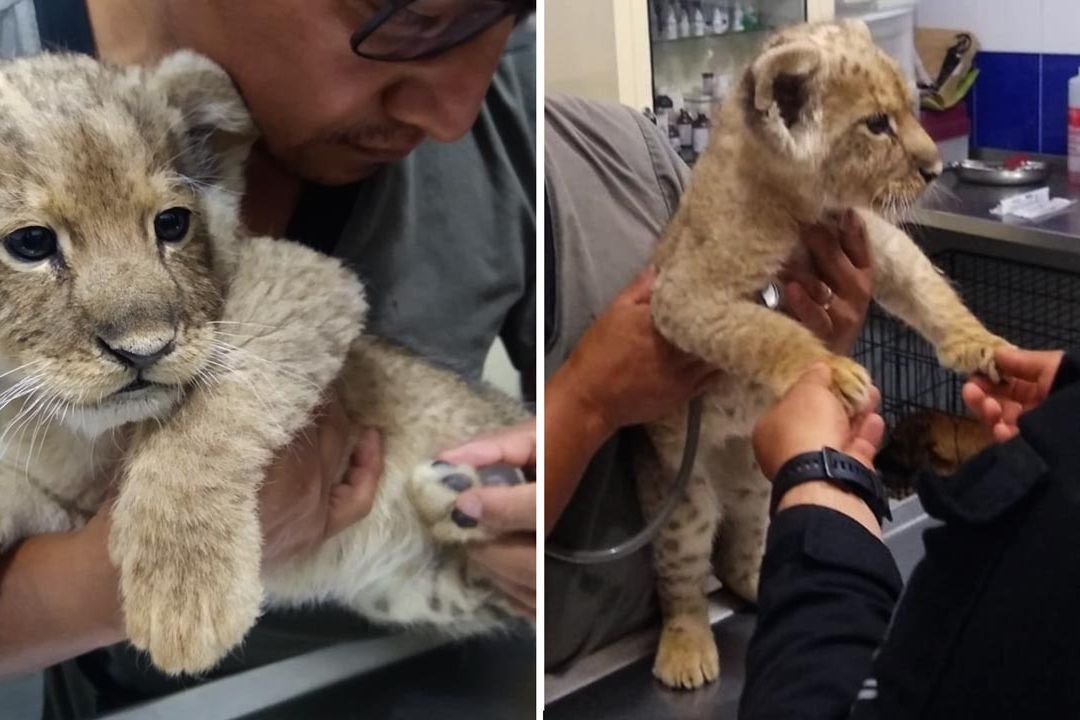 Un cachorro de león fue llevado a la Fiscalía capitalina después de ser rescatado en un operativo