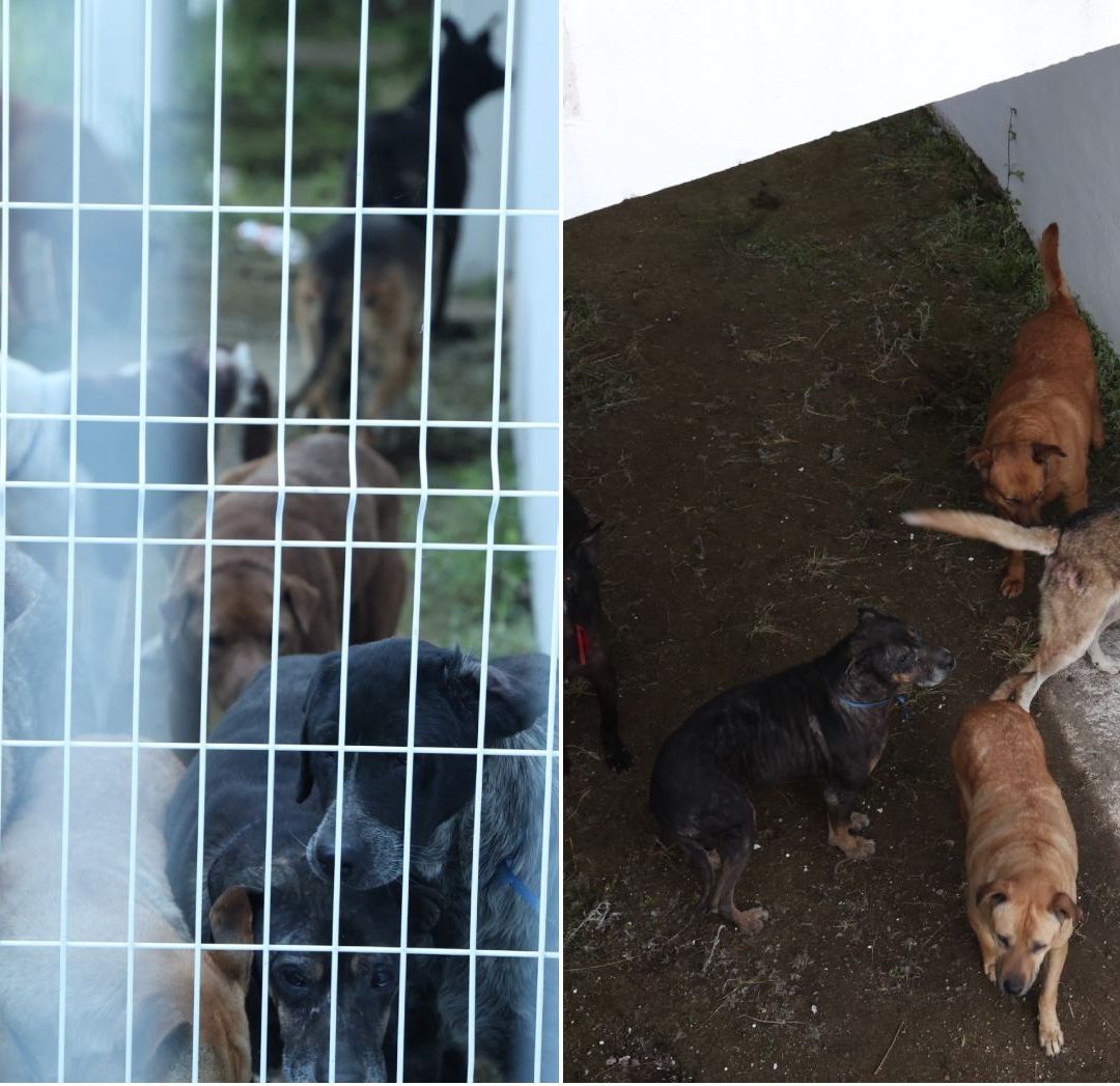 Cierre del Refugio Franciscano: CDMX Pide Adoptar un Perro, Más de 600 ya Fueron Reubicados