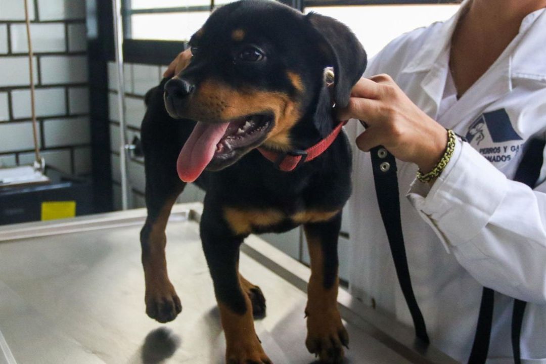 Hotel Para Perros y Gatos Abandonados en CDMX