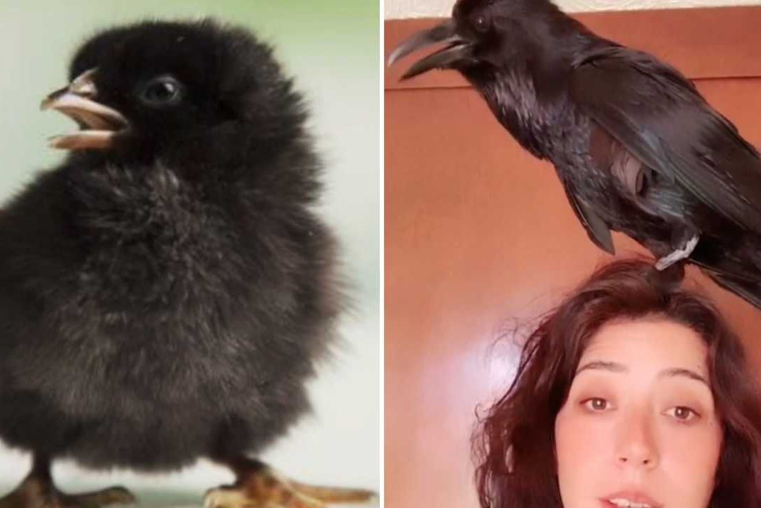 Mónica Valenzuela con su cuervo al que llama ‘Pollo’
