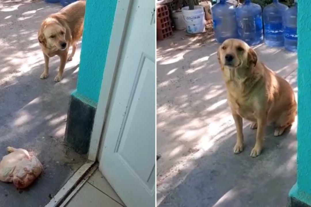Esta perrita se robó un pollo entero para darlo a su dueña