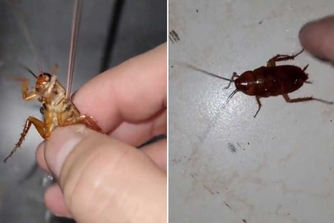 Héctor Haros bañó una cucaracha en el lavabo