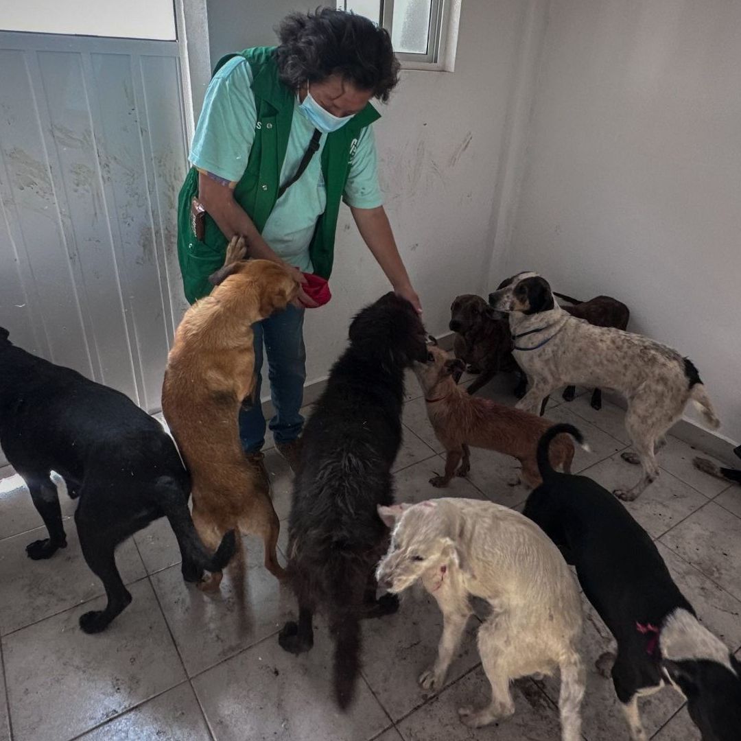 Gobierno de la CDMX asegura que perros del franciscano se adaptan a nuevo refugio. Foto: Cuartoscuro