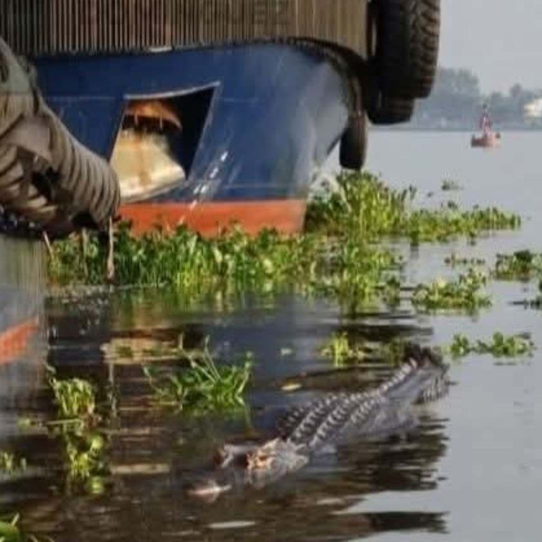 Cocodrilo de Dos Metros es Visto Cerca de Remolcadores en Río Coatzacoalcos Veracruz
