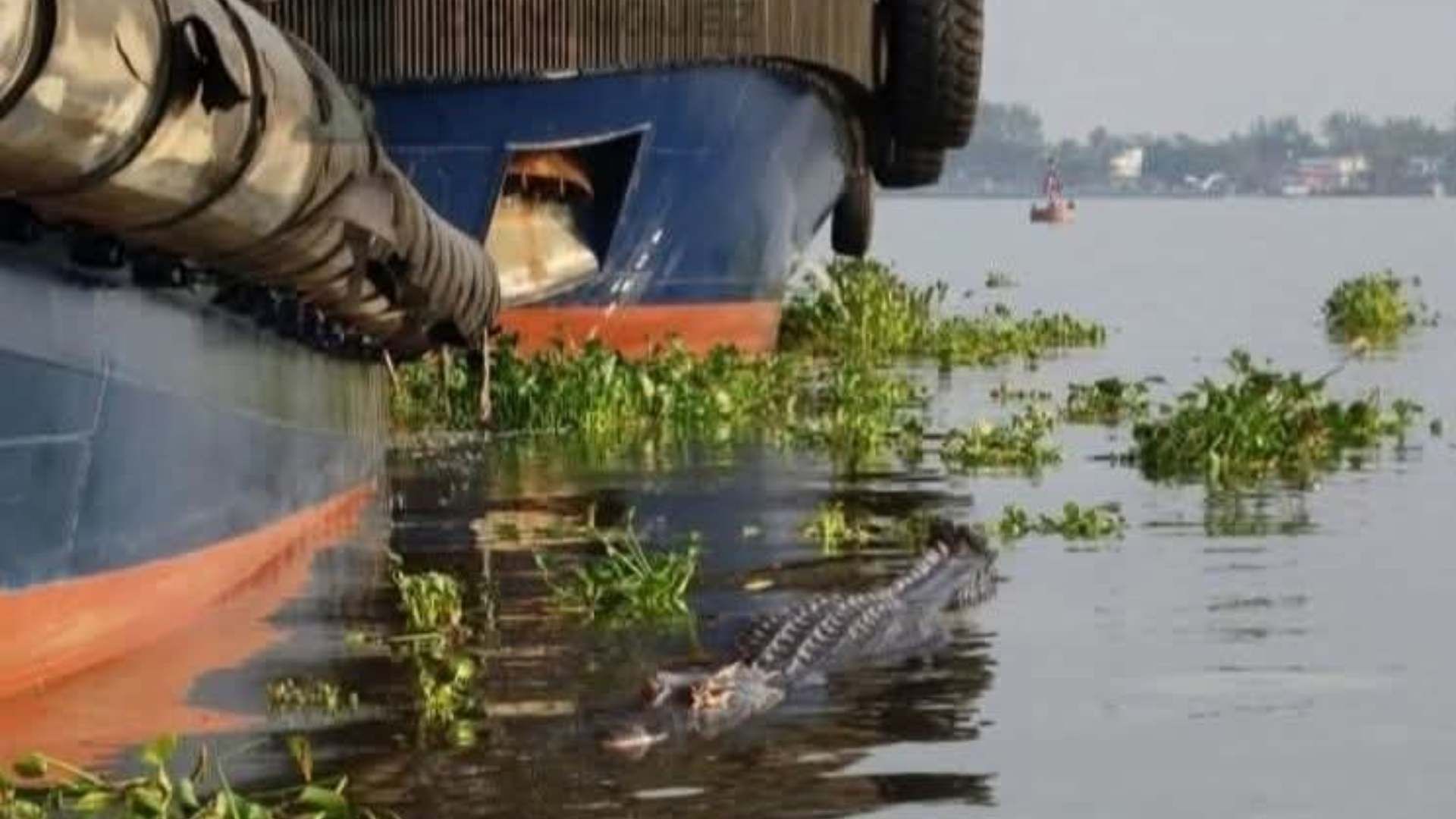 Cocodrilo de Dos Metros es Visto Cerca de Remolcadores en Río Coatzacoalcos Veracruz