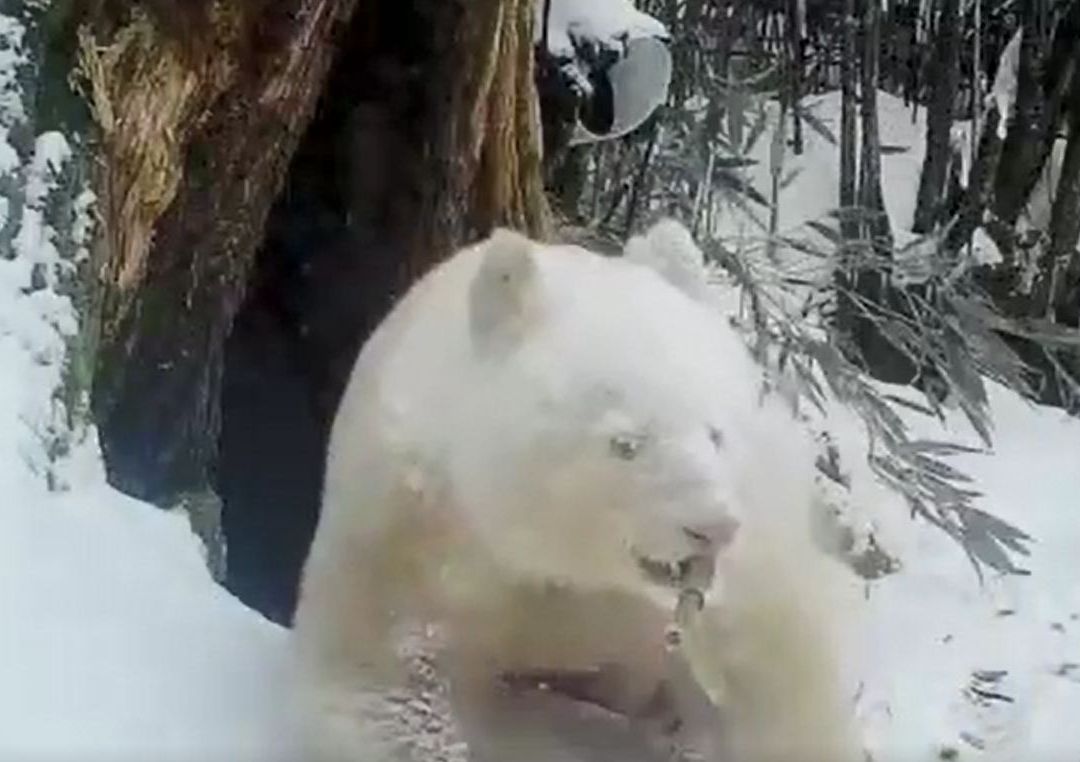Avistan Movimientos del Único Panda Blanco en el Mundo