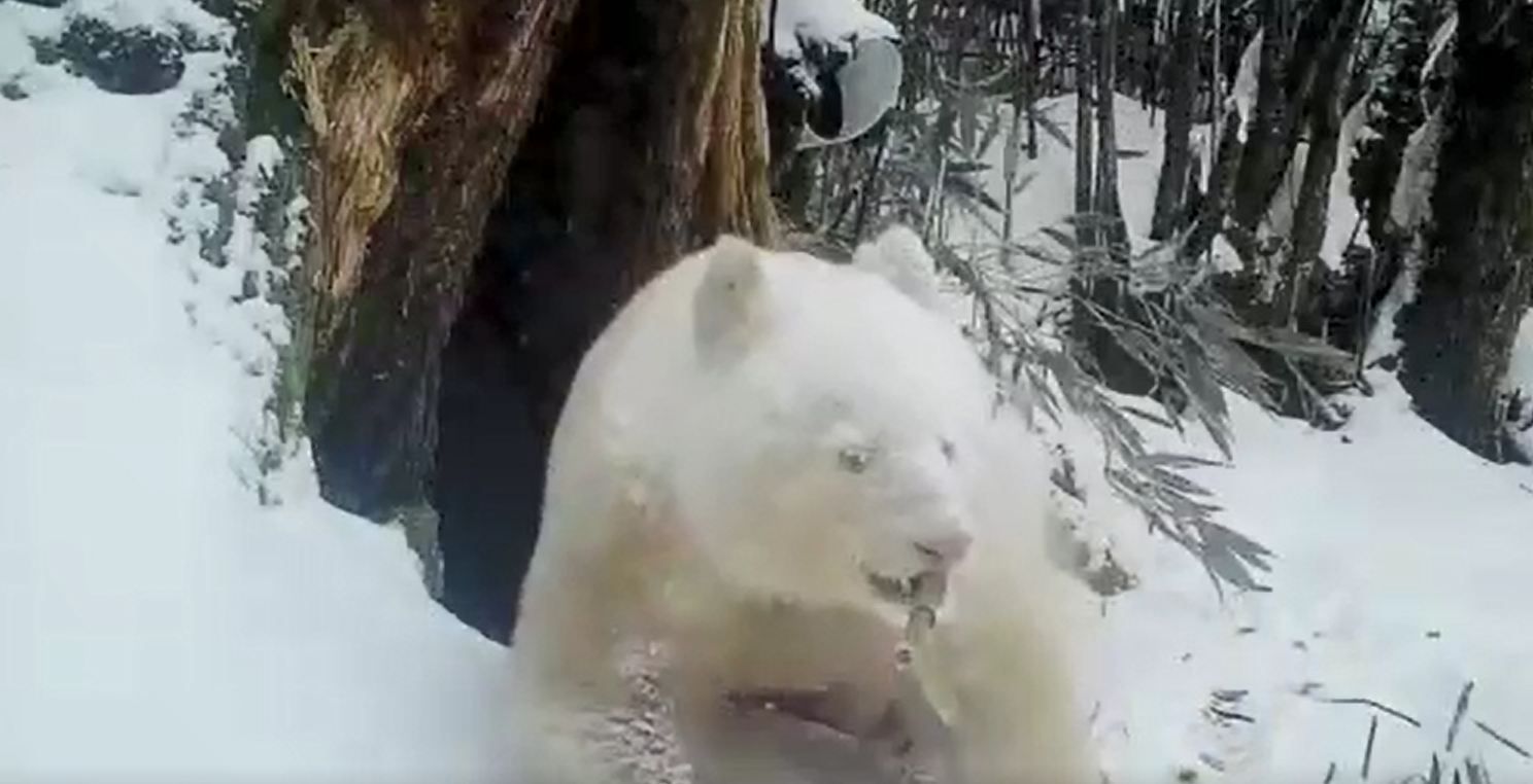 Avistan Movimientos del Único Panda Blanco en el Mundo