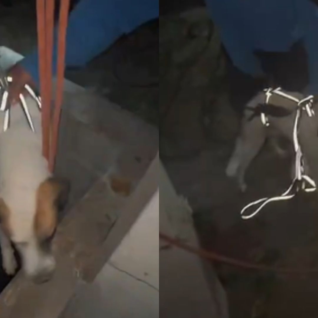 Rescate de Dos Perros que Cayeron en Pozo de San Francisco Totimehuacan Puebla