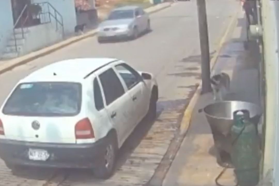 Hombre Lanza a Perro a Olla con Aceite Hirviendo en Tecámac, Edomex