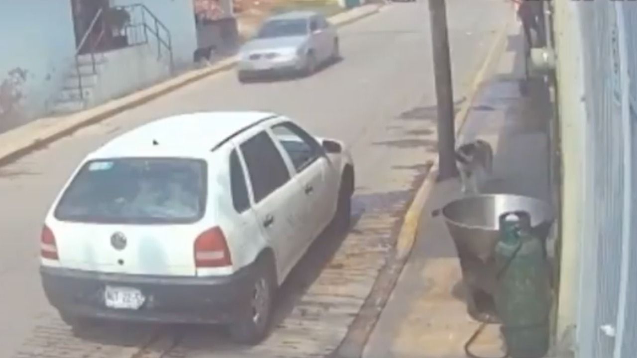 Hombre Lanza a Perro a Olla con Aceite Hirviendo en Tecámac, Edomex