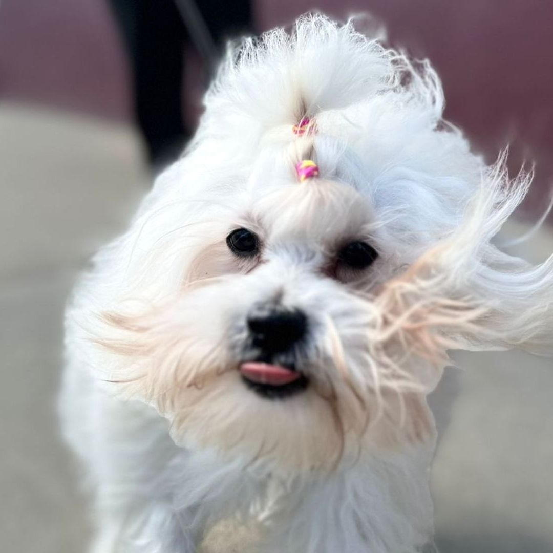 Autoridades invitan a dueños de mascotas a cuidar de ellas