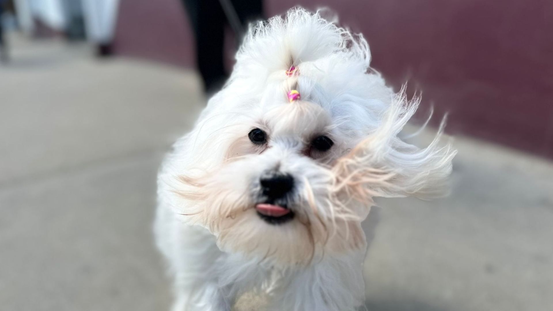 Autoridades invitan a dueños de mascotas a cuidar de ellas
