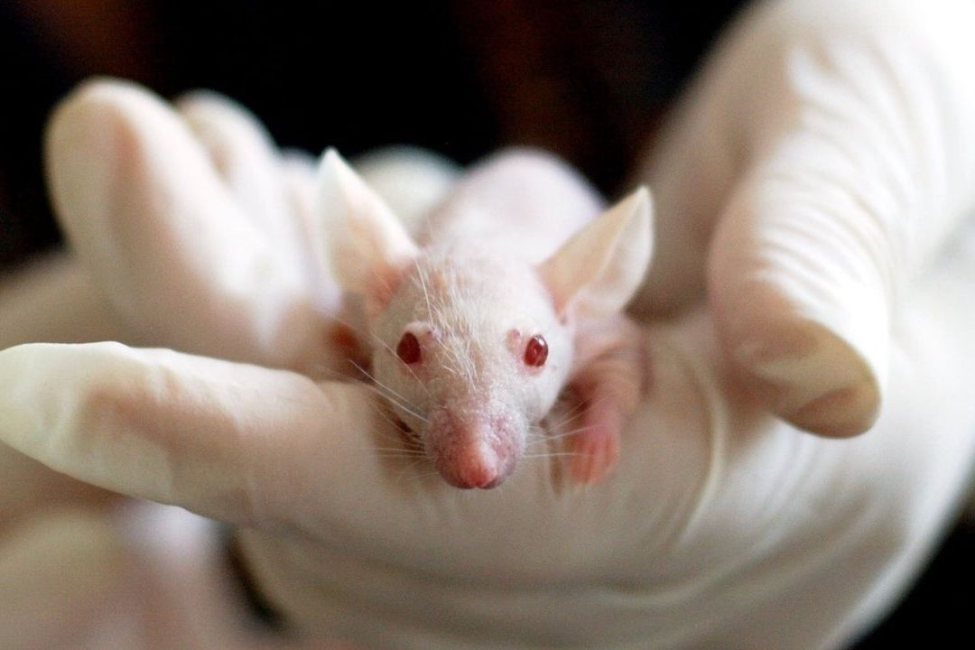 Ratón de laboratorio en la mano de un investigador