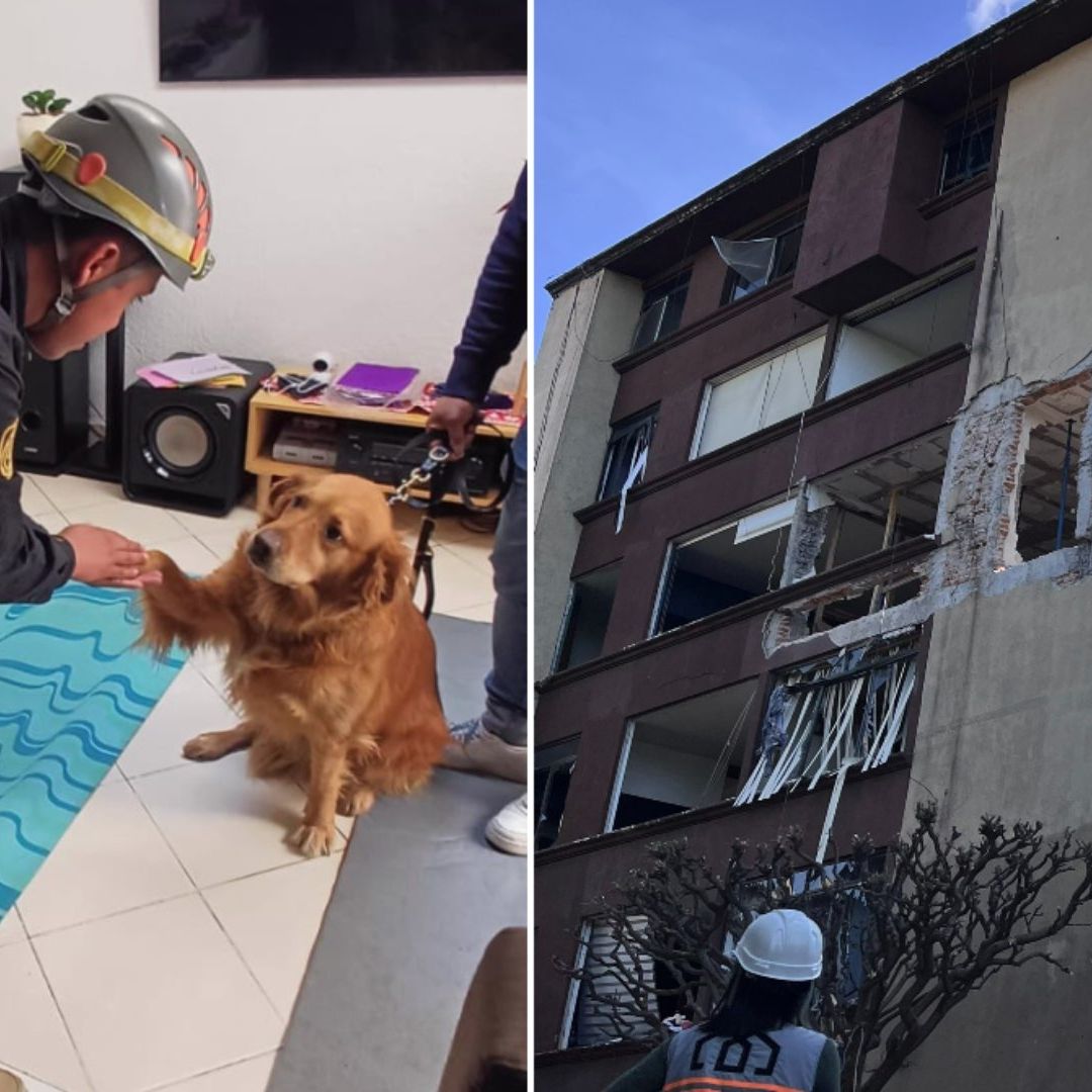 Resguardan a 15 Perros y Gatos tras Explosión en Paseos de Taxqueña, en Coyoacán, CDMX