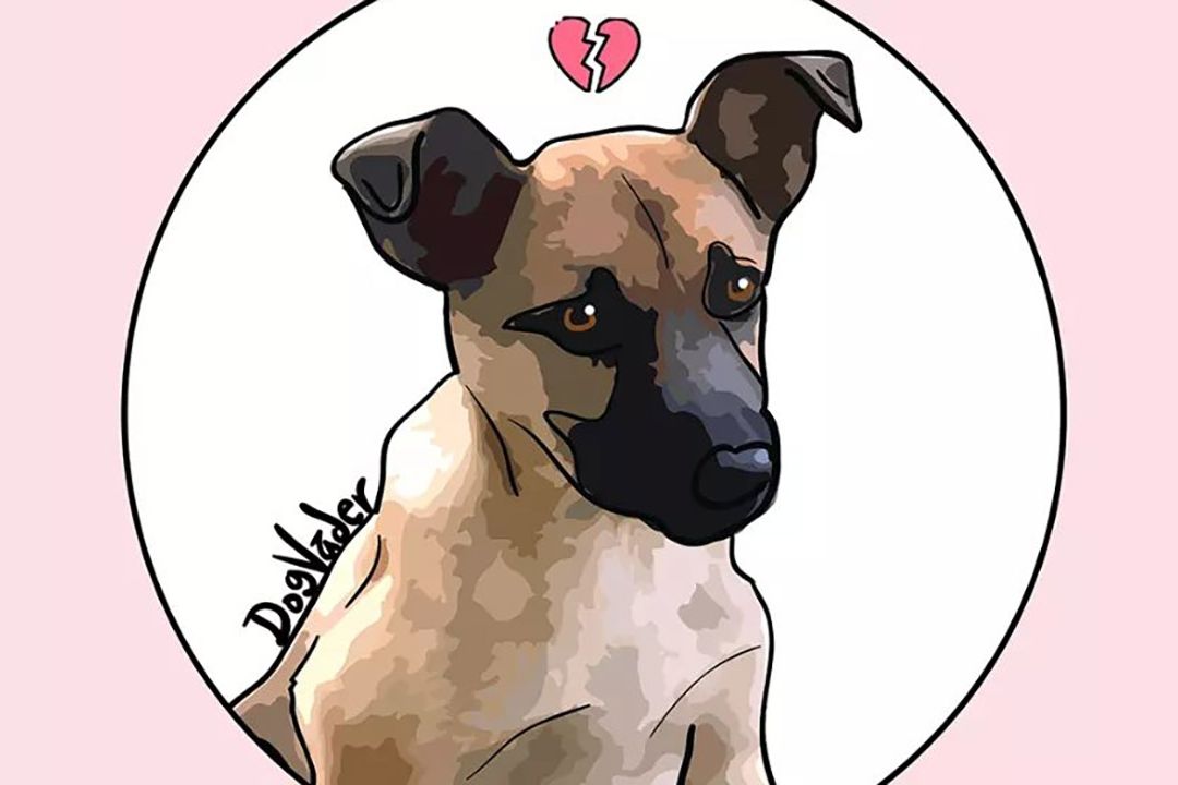 Benito, Perro Arrojado a Cazo con Aceite Hirviendo, Será Incinerado