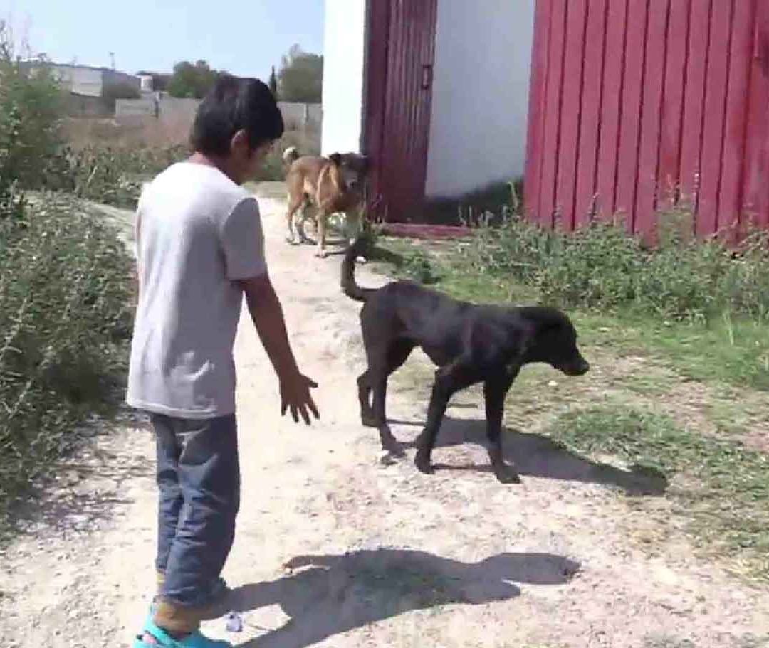 Niño Llora por su Perrito Muerto en Aceite Hirviendo; Lo Extraña