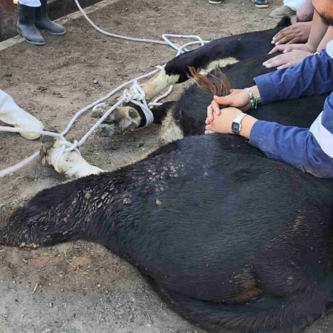 Detectan Gusano Barrenador en Tamuín