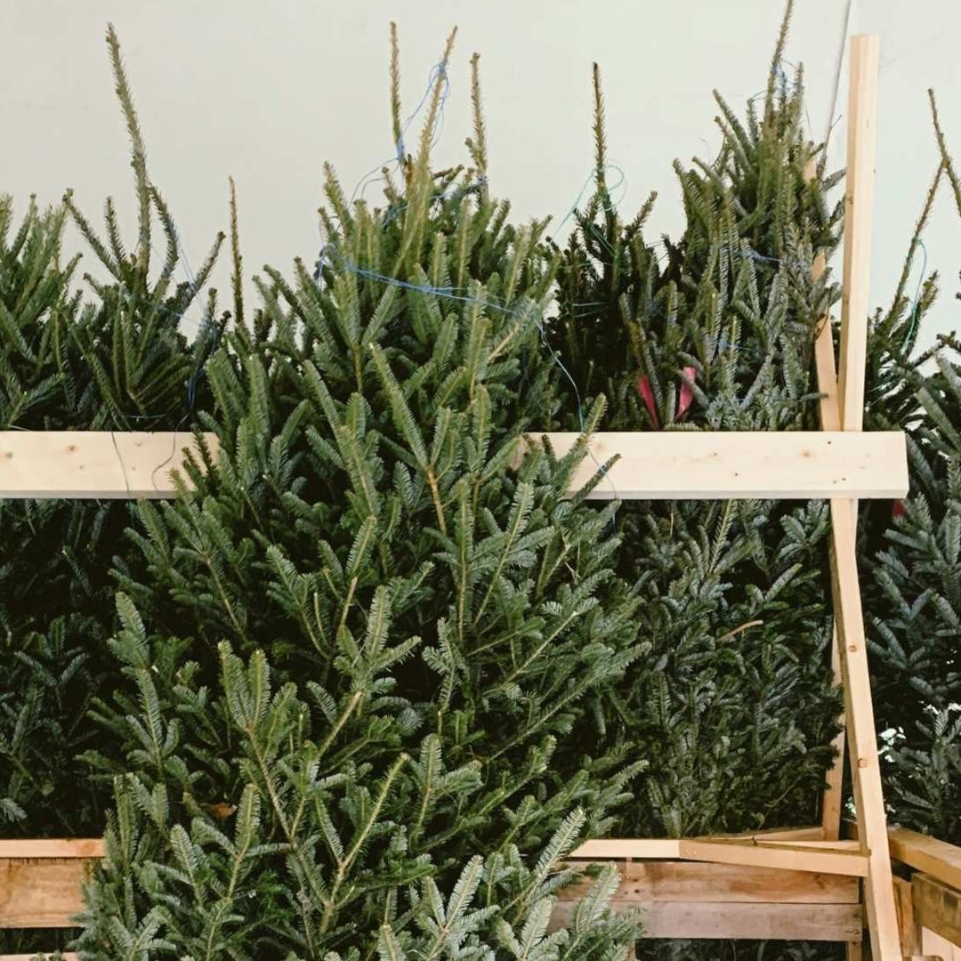 Pinos de navidad