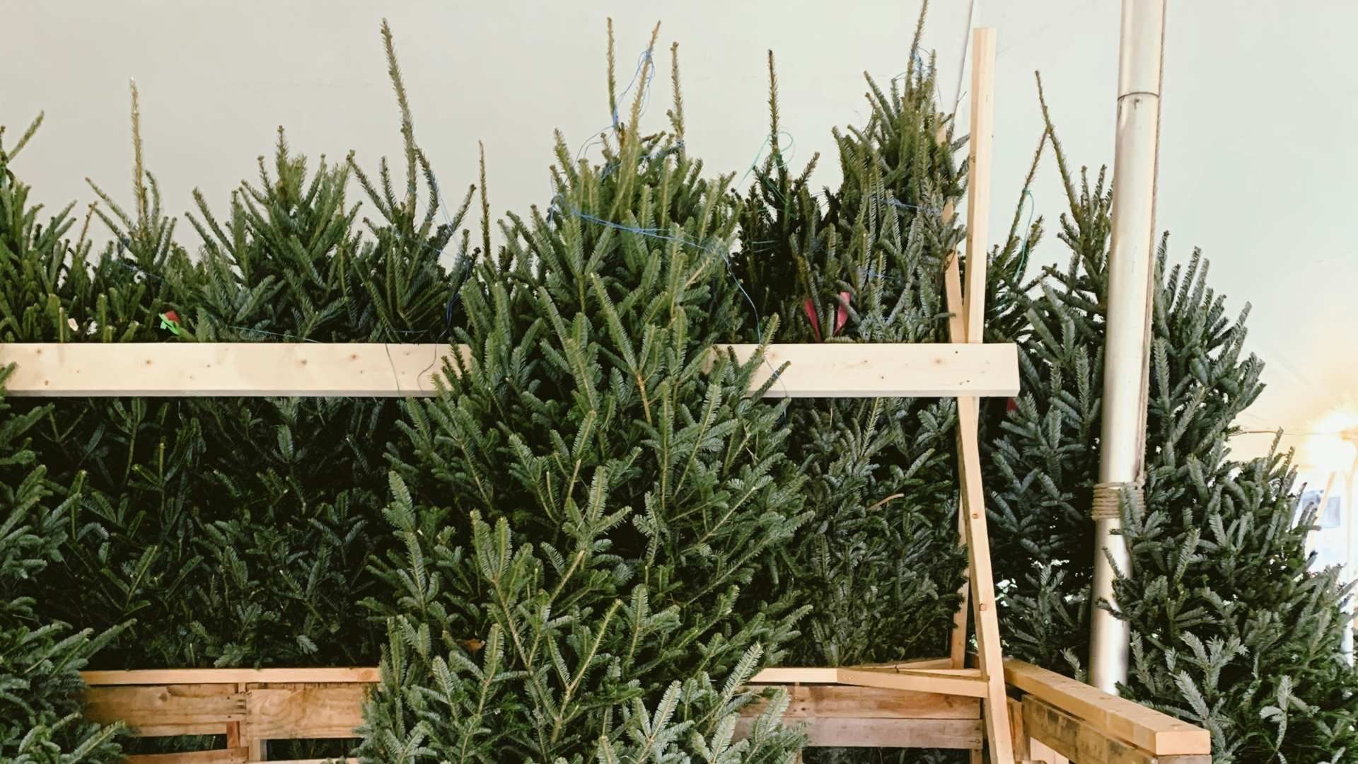 Pinos de navidad