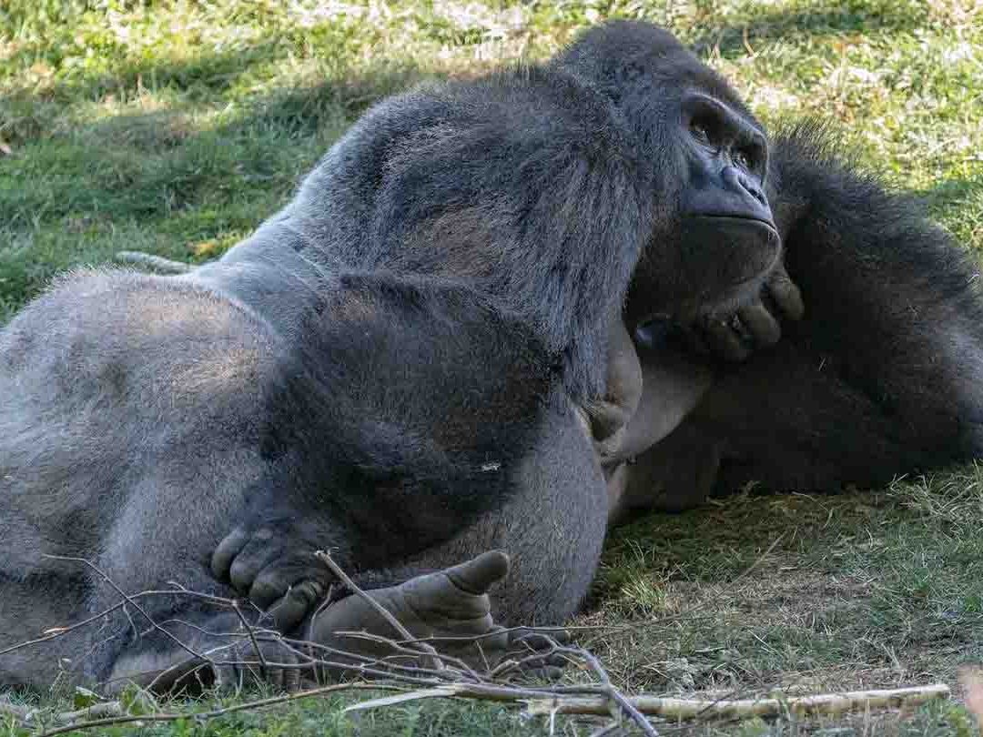 Es común que los gorilas peleen entre ellos, pero es raro que sean peligrosos para los humanos