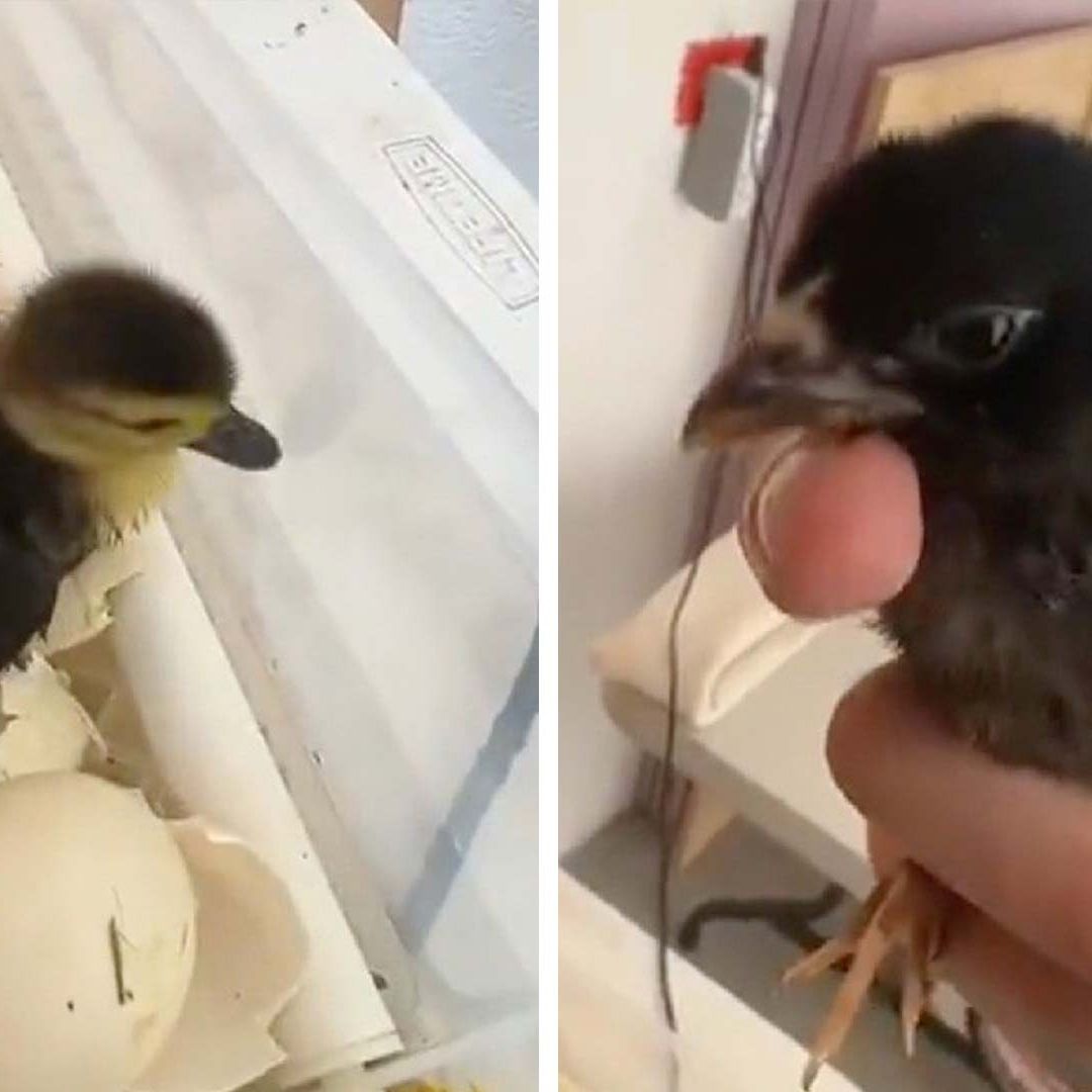 Patogallina: Se Puede Cruzar un Pato y una Gallina; TikTok Responde | Video Viral