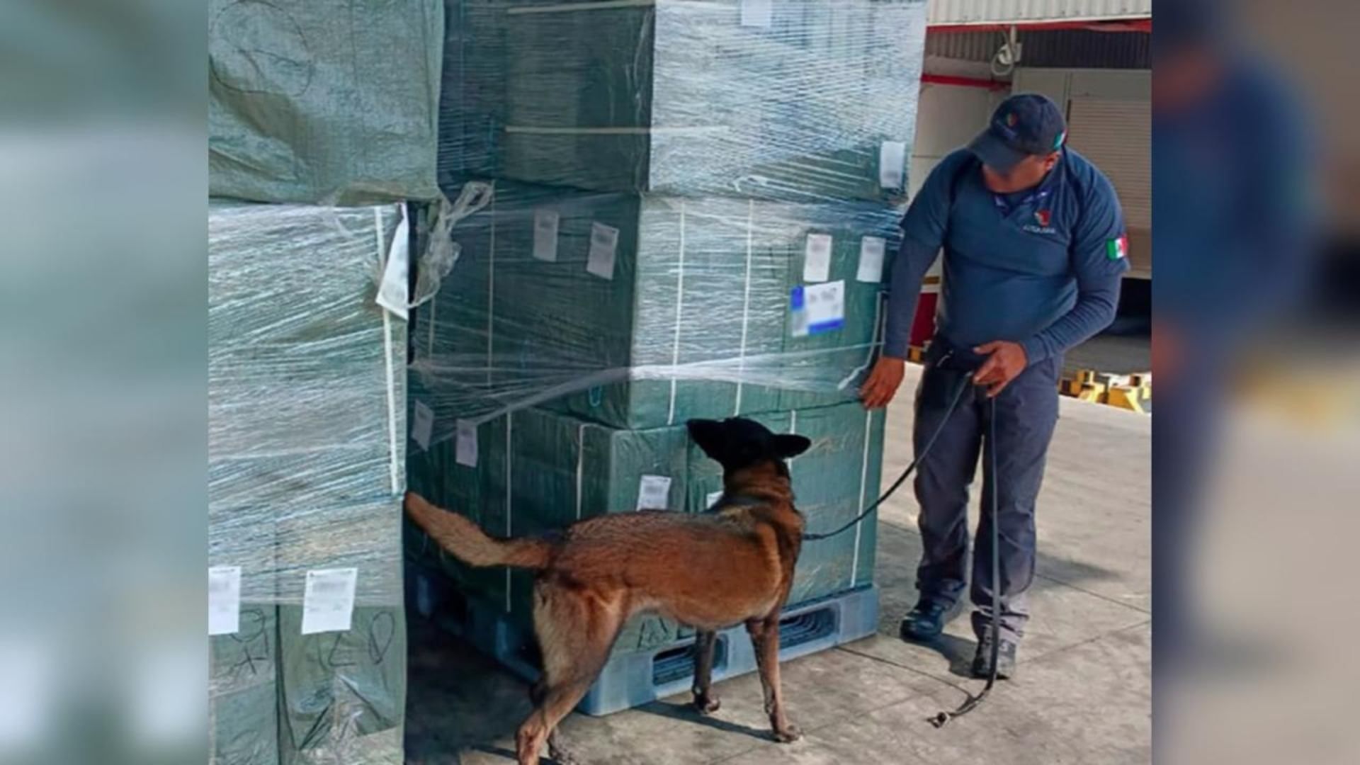 Aseguramiento de tabaco ilegal en e AICM