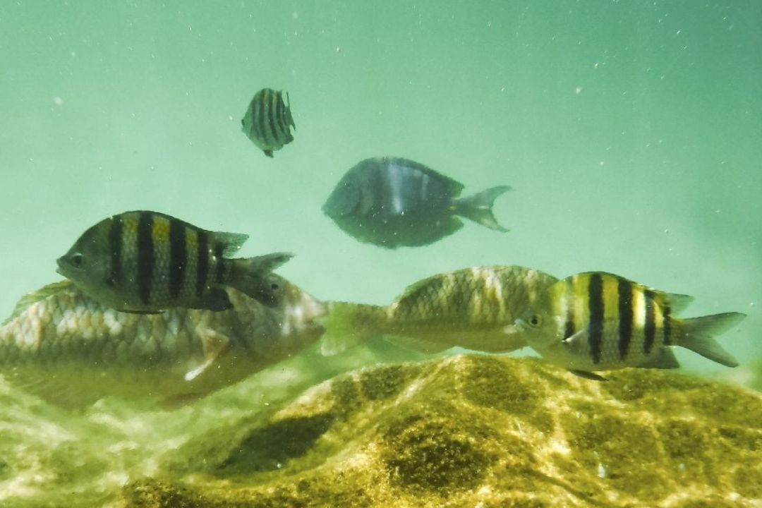 Mayoría de Especies Marinas Huyen Hacia Aguas Más Frías