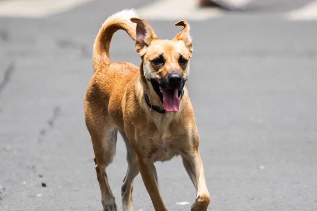 Maltrato Animal: ¿Cómo y Dónde Denunciar en CDMX?