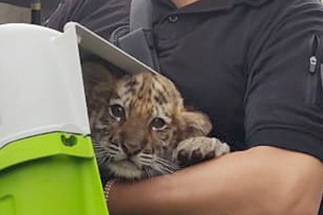 Policía rescata cachorro de tigre en calles de la CDMX