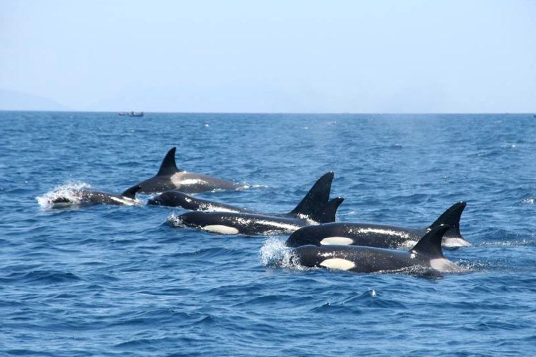 Orca Gladys Enseña a Otras Ballenas a Atacar y Hundir Barcos en Gibraltar