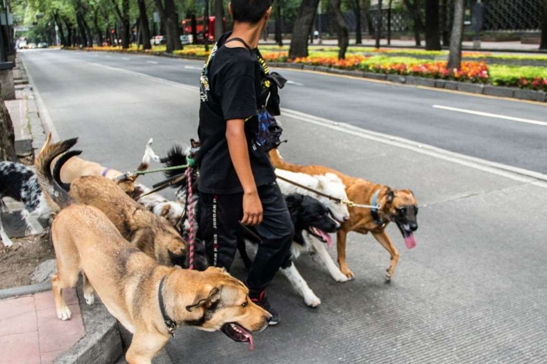 Congreso CDMX Aprueba Reformas Para Proteger a Animales