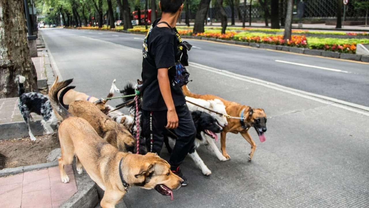 Congreso CDMX Aprueba Reformas Para Proteger a Animales