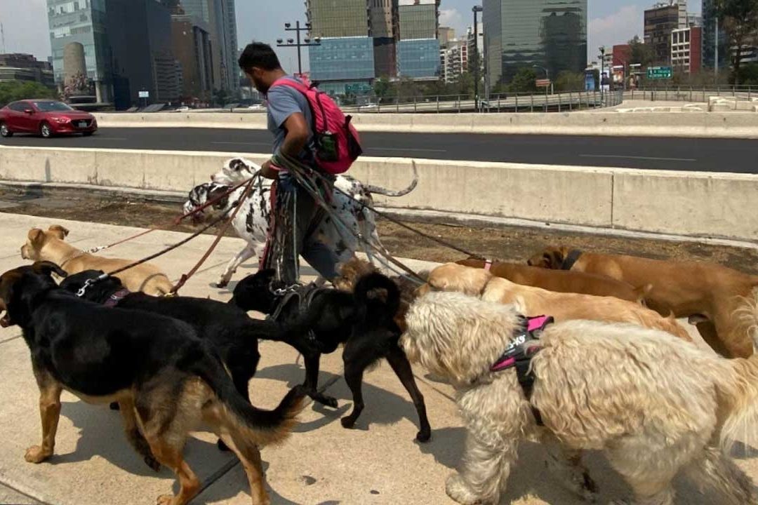 La Agencia de Atención Animal de la CDMX organizó el primer curso para paseadores de perros
