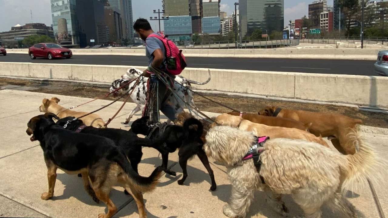 La Agencia de Atención Animal de la CDMX organizó el primer curso para paseadores de perros