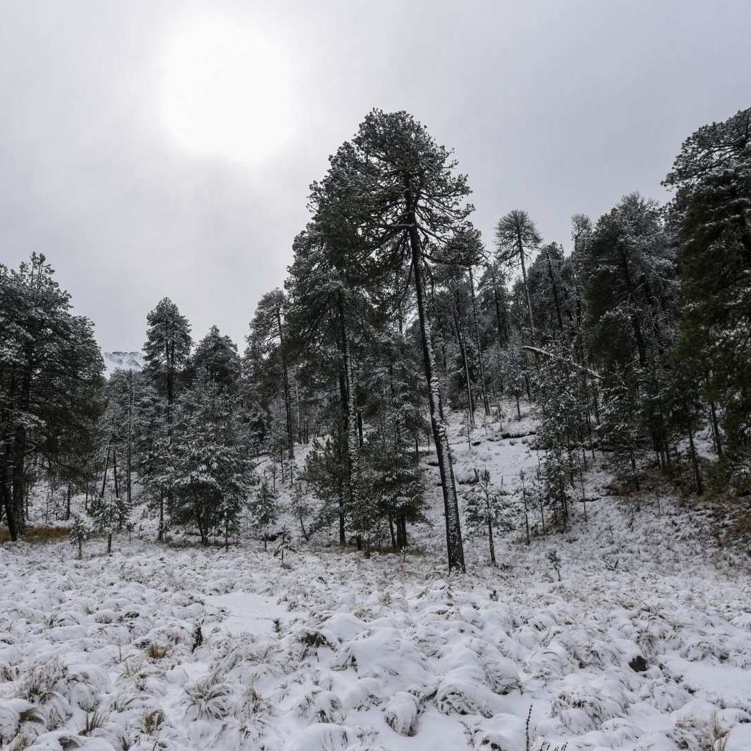 Nevada en el Volcán Xinantécatl, en Estado de México, del 12 de enero 2026