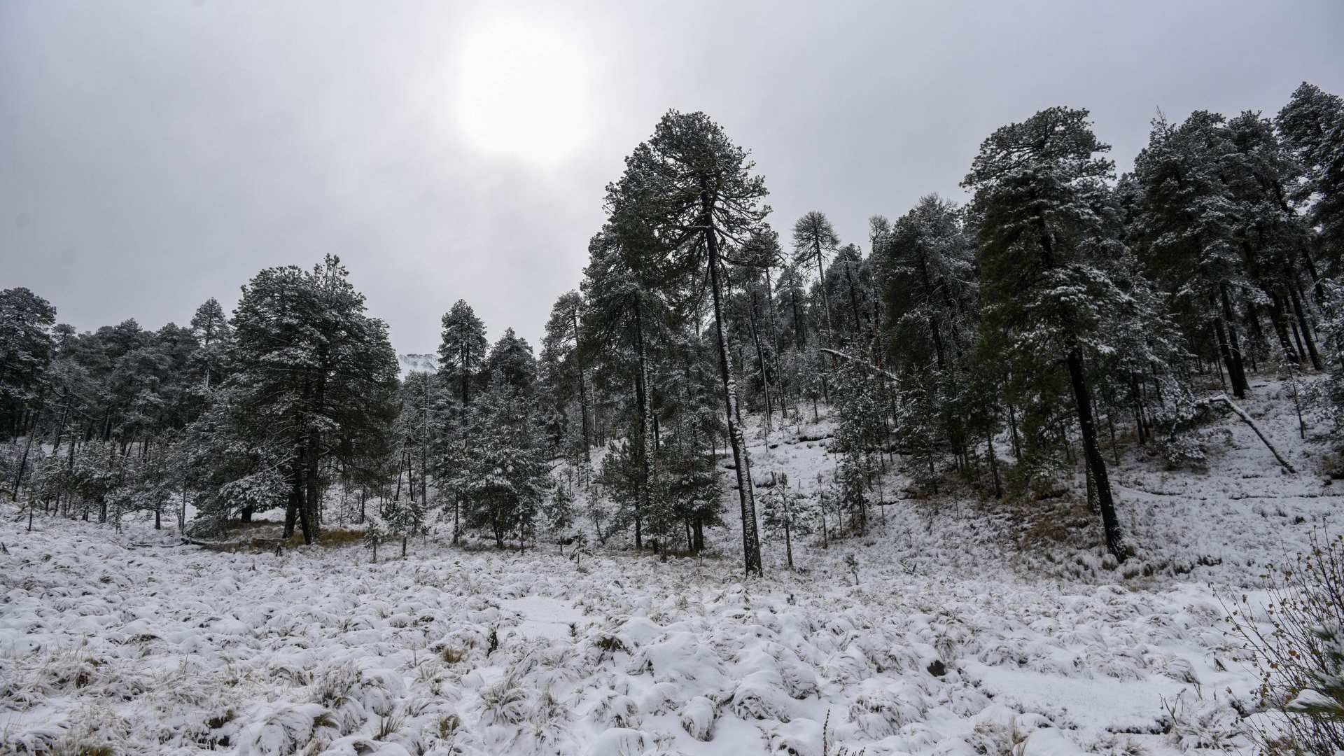 Nevada en el Volcán Xinantécatl, en Estado de México, del 12 de enero 2026
