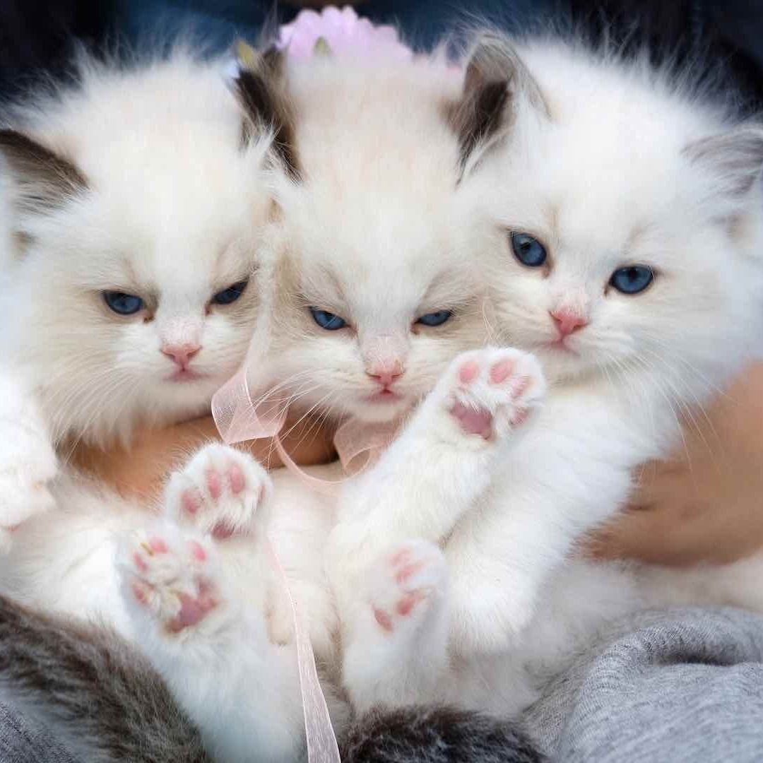 Gatos cachorros de pelo largo