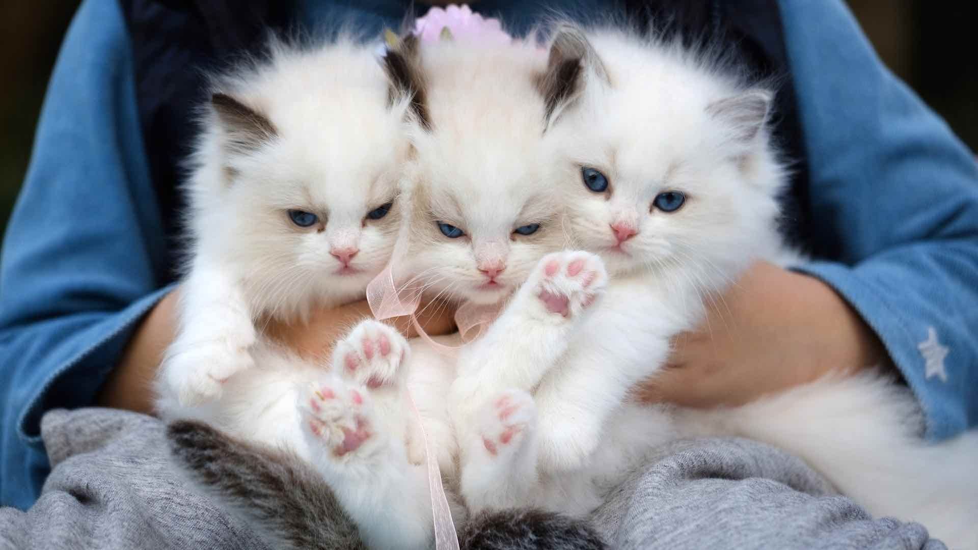 Gatos cachorros de pelo largo
