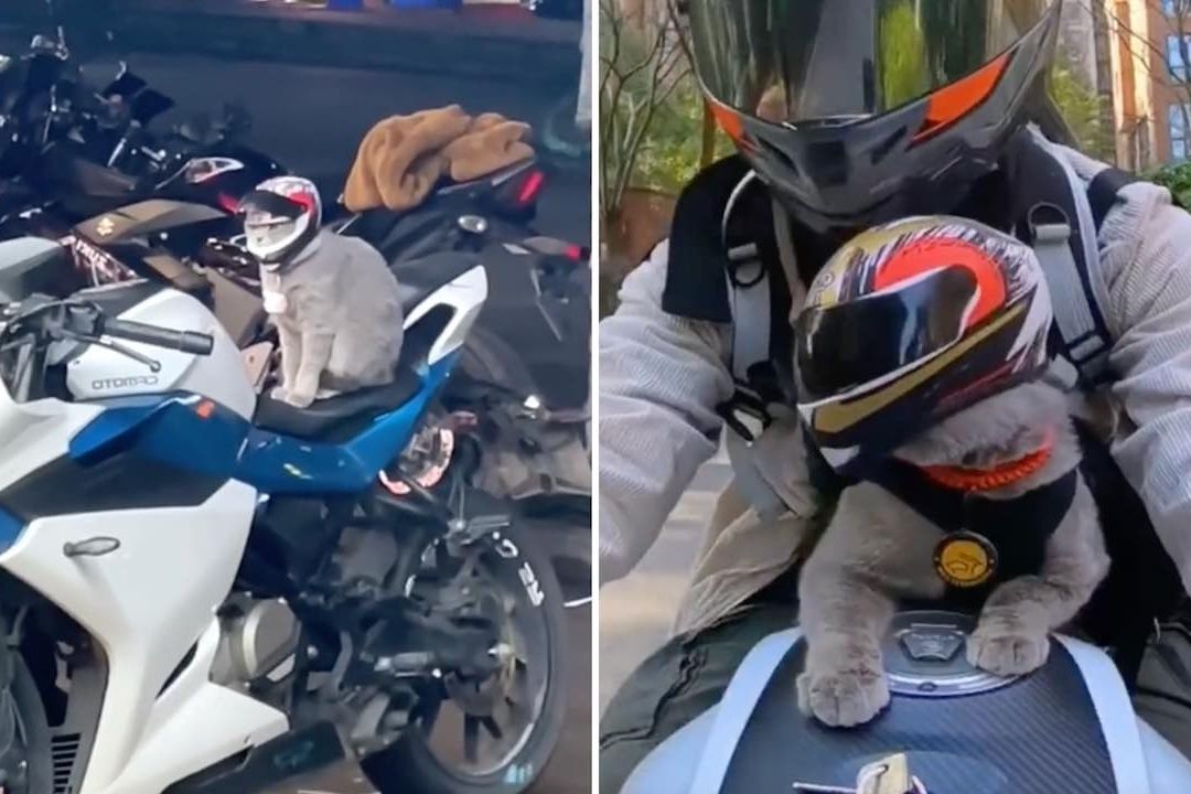 Gatito viaja en moto con su propio casco