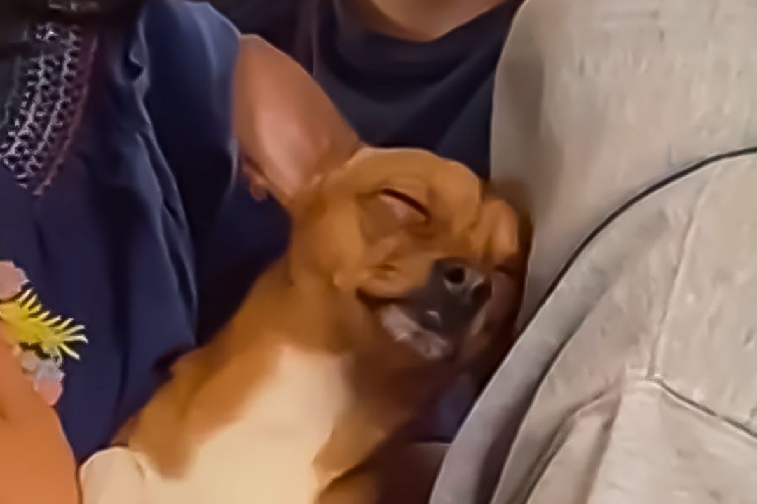 Perrito Chihuahua Se Queda Dormido en el Metro CDMX y Se Hace Viral