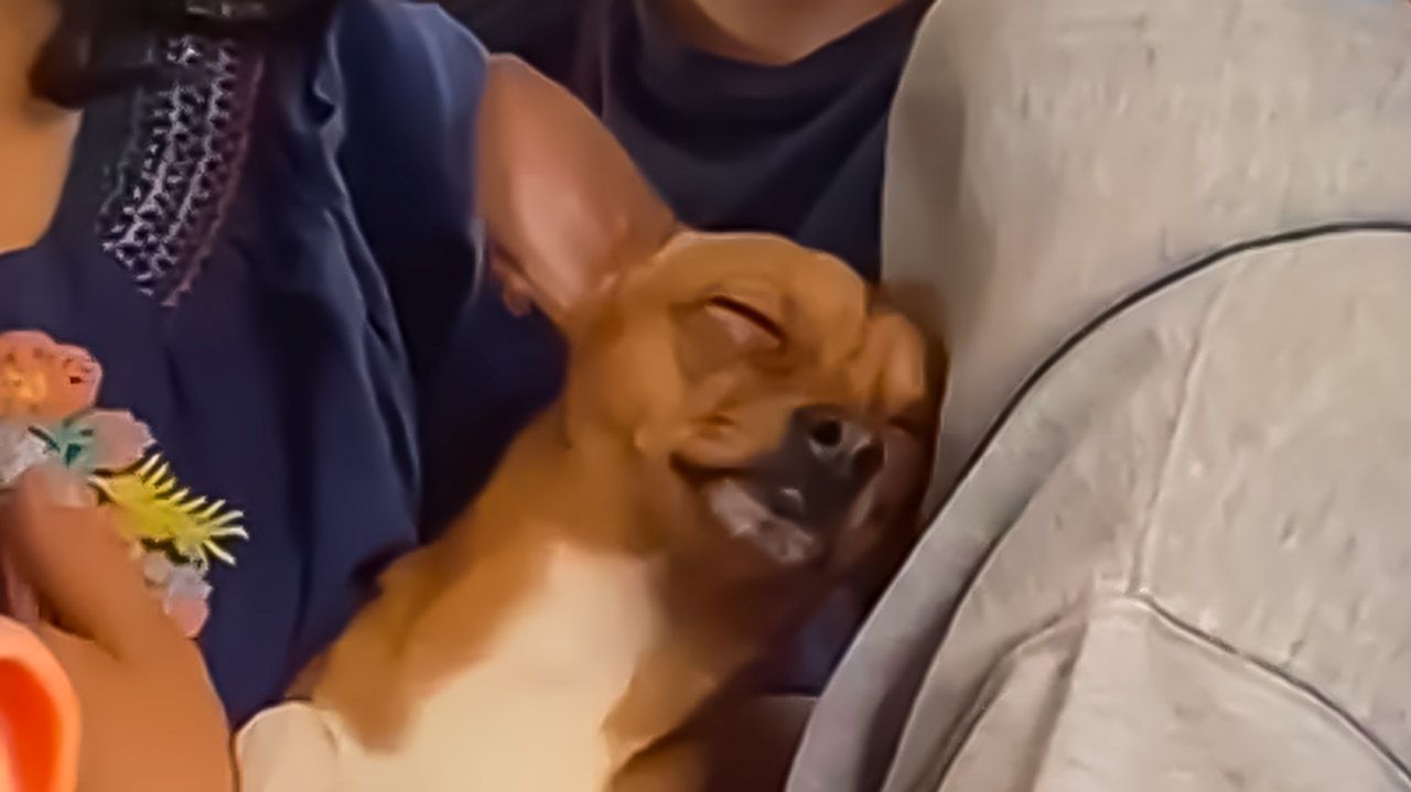 Perrito Chihuahua Se Queda Dormido en el Metro CDMX y Se Hace Viral